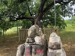 -御林古桑园