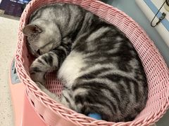 -纳吉亚猫专科动物医院·北北分院