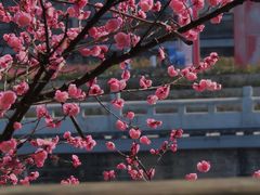 -望江楼公园