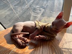 -猫小院猫主题咖啡厅(北锣店)