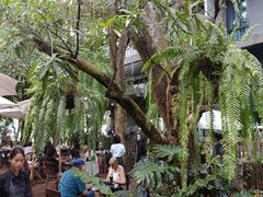 -Fern Forest Cafe