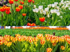 -荷兰花海