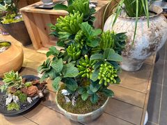 -自由生长植物工作室(深港花卉中心店)