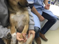 -特一安24小时宠物医院·骨科·中兽医