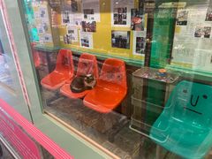 -猫咪博物馆(顶澳仔猫街店)