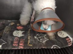 -东莞宠友24H宠物中心医院·转诊夜诊·异宠(新河北路院)