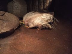 -清迈夜间动物园