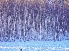 -塞罕坝国家级自然保护区