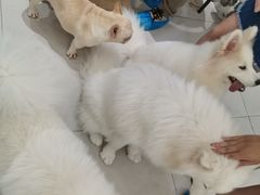 -安格丽娜·狗咖·猫咖羊驼咖(春熙路百盛商场店)