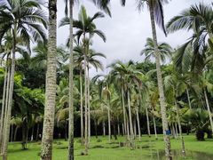 -中国科学院西双版纳热带植物园