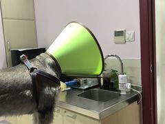 -哆趣宠物医院·眼科·内镜·急重症转诊中心(上海店)