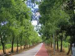 -上海长兴岛郊野公园