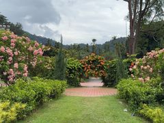 -槟城植物园