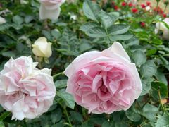 -人民公园(罗湖区)