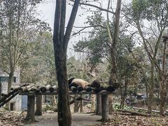 -都江堰中华大熊猫苑