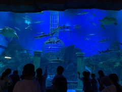 -芜湖新华联大白鲸海洋公园