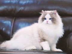 -青奢宠物·青奢猫舍