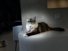 -怪兽屋·羊驼·猫咖·狗咖(俊华广场店)