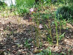 -西湖外事游船(花港观鱼码头)