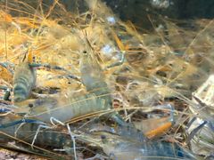 -海鲜e族(马王堆店)