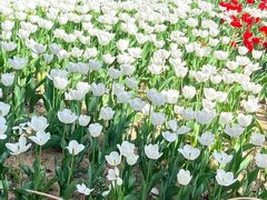-无锡梅园公园