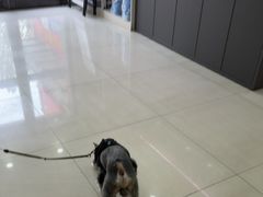 -天宠宠物医院24小时·急重症诊疗中心·全科·腔镜特色(和平分院)