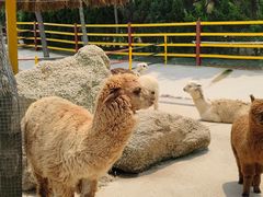 -西霞口神雕山野生动物世界