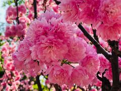 -天适樱花悠乐园