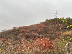 -北京西山国家森林公园