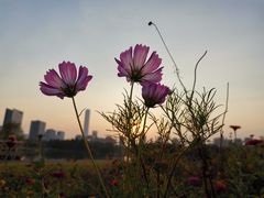 -白塘生态植物园