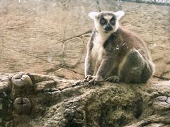 -泉州海丝野生动物世界