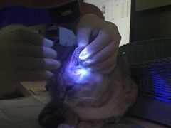 治疗-纳吉亚猫专科动物医院博雅分院