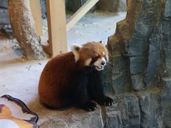 -绿色星球动物主题公园