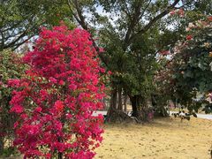 -赤坎·广东华侨国际旅游度假区