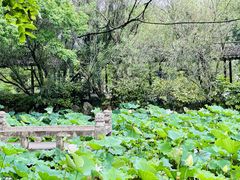 -上海醉白池公园