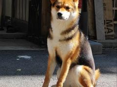 -瑞派蒂凯宠物医院·心脏科·口腔科·皮肤科