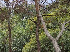 -深圳龙潭公园