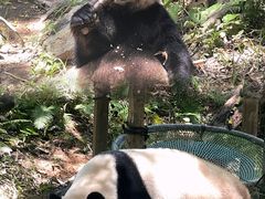 -广州长隆野生动物世界