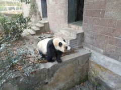 -成都动物园