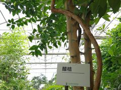 -北京呀路古热带植物园