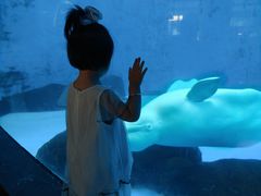 -海合安成都极地海洋公园