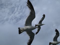 -长岛万鸟岛
