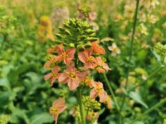 -中国天府农业博览园