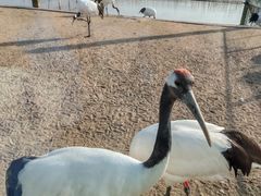 -盐城丹顶鹤湿地生态旅游区