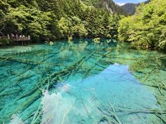 -九寨沟-树正沟