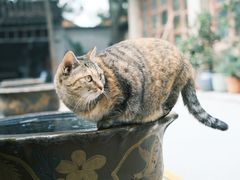 -西园寺