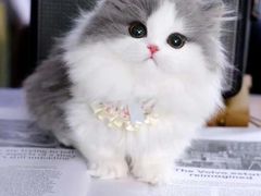 -欣宠猫屋·矮脚拿破仑·蓝金金渐层