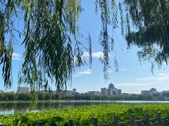 -莲花池公园