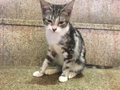 -more than meow吴止猫主题餐厅(承德 中船汇店)