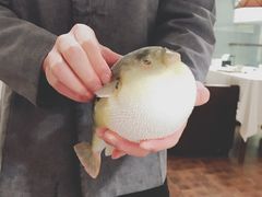 -肆月河豚·新淮扬(金融街店)